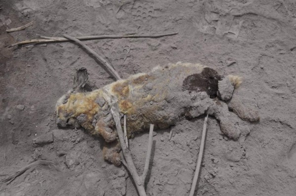 FOTOGALERÍA: El Volcán de Fuego sigue sin dar tregua a Guatemala