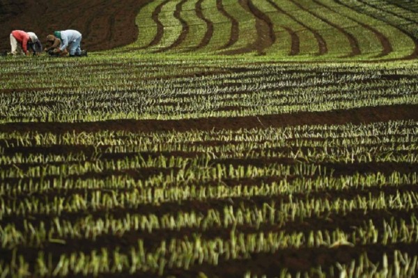 Agricultores ticos contra Alianza del Pacífico