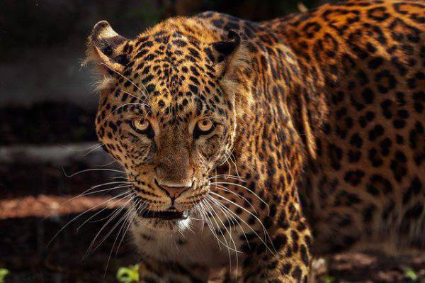 Este es el primer esfuerzo de este tipo realizado en la costa caribeña de Costa Rica y representa un avance significativo en el conocimiento de la especie.