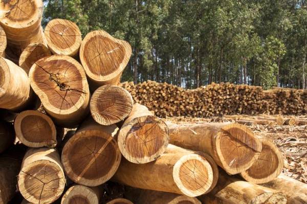 Además de su impacto ambiental, el código nacional pretende facilitar el acceso a soluciones de vivienda sostenibles en zonas fuera del Gran Área Metropolitana, donde la madera puede convertirse en un material estratégico para mejorar la calidad de vida de las familias. Foto de alffoto / Getty Images/iStockphoto