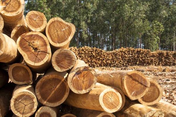 <i>La Mesa Permanente para la Gestión de Riesgos en El Salvador expuso que un 15 % (13.000 hectáreas) se perdieron entre 2019 y 2025. Foto de alffoto / Getty Images/iStockphoto</i>