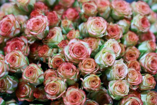<i>Fotografía de rosas en la florícola Esmeralda Farms, el 29 de abril de 2025 en el sector del Quinche (Ecuador). EFE/José Jácome</i>
