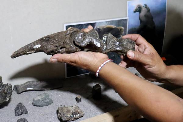 <i> Fotografía muestra un dedo de perezoso gigante fosilizado encontrado por los hermanos Cristian y Amado Vargas en Coto Brus (Costa Rica). EFE/ Douglas Marín</i>