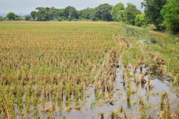 En la región centroamericana se pierde hasta un 20 % de la productividad agrícola por la sequía o las inundaciones. Foto de archivo