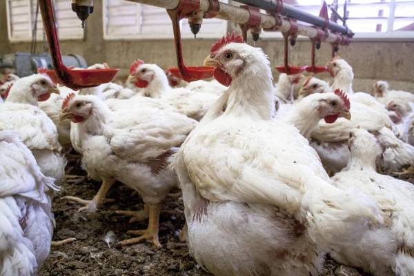 Cierran importaciones de productos avícolas desde Costa Rica a Nicaragua