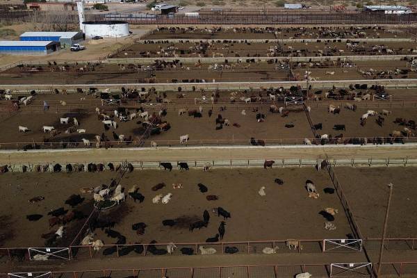 <i>Fotografía aérea de archivo de ganado vacunoen Ciudad Juárez, Chihuahua (México). EFE/ Luis Torres</i>