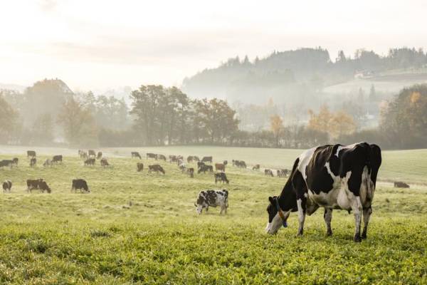 Bill Gates: Dejar de comer carne no solucionará el cambio climático