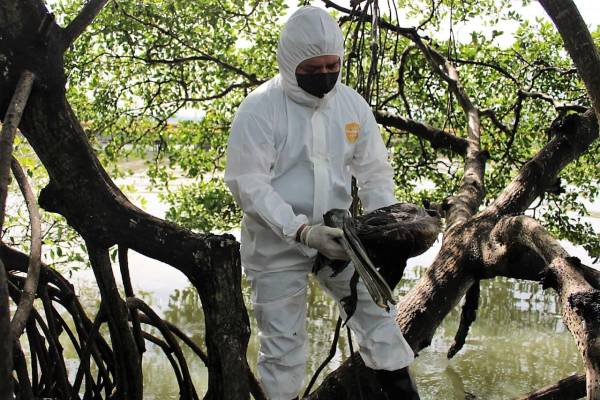 Gripe aviar se extiende a cinco municipios del litoral de Honduras