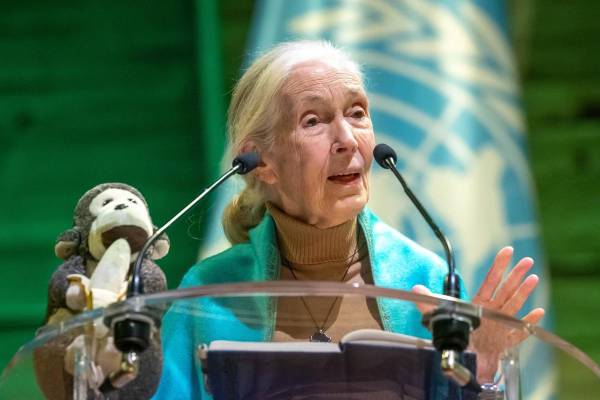 <i>La etóloga, primatóloga y antropóloga británica Jane Goodall, en una fotografía de archivo. EFE/CHRISTOPHE PETIT TESSON</i>
