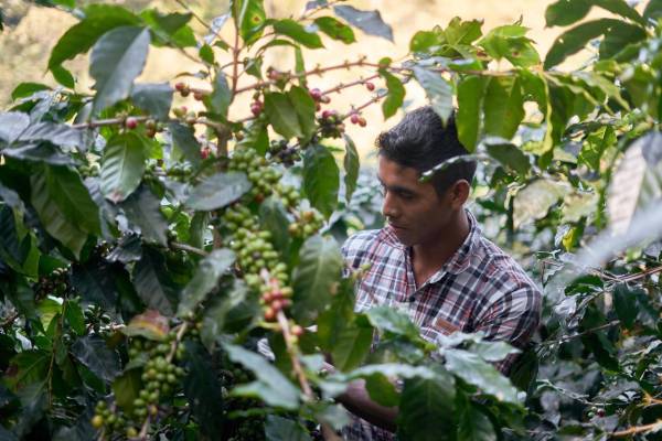 <i>Para el ciclo 2026-2027, el BCN proyecta un precio de US$294 por quintal, una referencia que podría contribuir al desempeño comercial del producto, cuya demanda se extiende a 55 países. Foto de iStock</i>