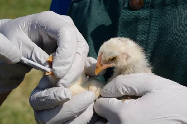 ¿Qué es la gripe aviar H3N8 detectada en humanos en China?