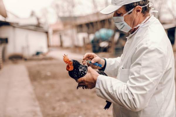 Europa vive la gripe aviar ‘más devastadora’ de su historia