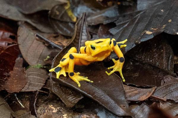 <i>Fotografía cedida por el Instituto Smithsonian de Investigaciones Tropicales (STRI) que muestra a una rana dorada (Atelopus zeteki) liberada en su habitad natural en Panamá. La rana dorada, un anfibio endémico de Panamá no visto en estado silvestre desde hace casi dos décadas, volvió a la naturaleza con la liberación de especímenes criados en cautiverio, informó este miércoles el STRI. EFE/ Ana Endara/ Instituto Smithsonian</i>
