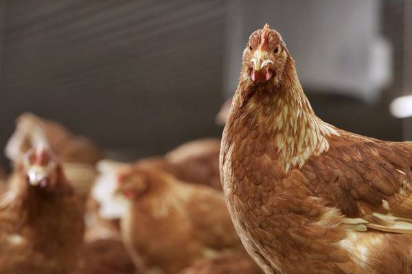 Sector avícola costarricense aplica enfoque de crianza sostenible