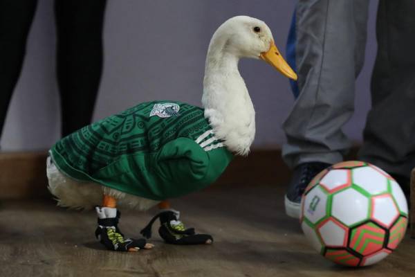 El pato Merlín posa con un balón de fútbol en Ciudad de México (México). EFE/Mario Guzmán