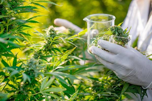 Researcher Taking a Few Cannabis Buds for Scientific Experiment.