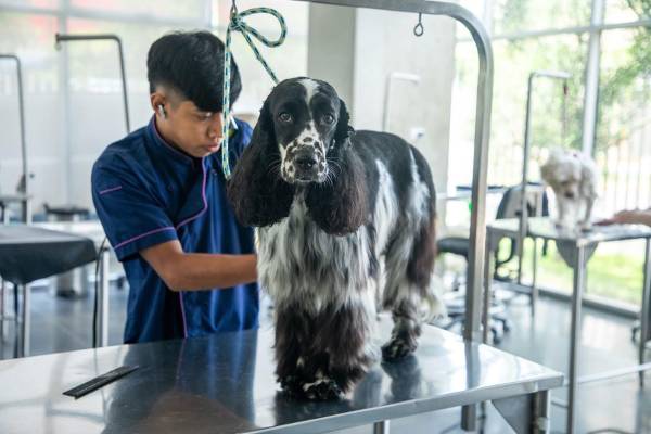 <i>Este cambio en la relación entre las personas y sus animales se refleja también en el consumo de servicios especializados. Foto de cortesía</i>