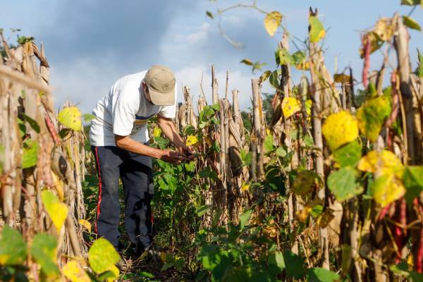 <i>En partes de Centroamérica, el Caribe y el norte de Sudamérica, sus efectos empiezan a superponerse a una situación ya marcada por pérdidas de cosechas, escasez de agua e inseguridad alimentaria. Foto de cortesía</i>