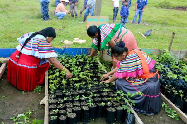 En 2026, México inició una segunda fase de Sembrando Vida en El Salvador, centrada en fortalecer la seguridad alimentaria y la productividad agrícola. Foto de cortesía