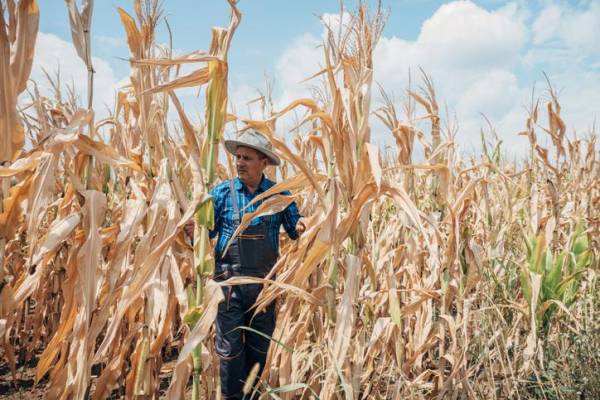 Proyectan que temporada seca en Honduras será más severa este año