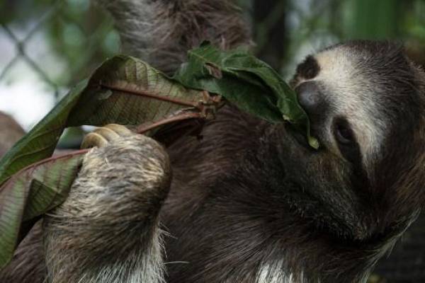 Perezosos de Costa Rica abren nueva vía hacia los antibióticos del futuro