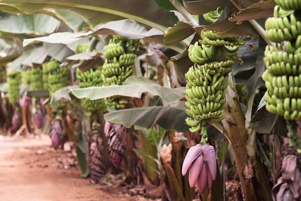 Industria bananera preocupada por volatilidad del tipo de cambio en Costa Rica