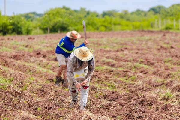 <i>Como parte de esos esfuerzos, la SAG mantiene una inversión cercana a US$57.7 millones destinada a programas de incentivos productivos para pequeños agricultores y ganaderos. Foto de cortesía</i>
