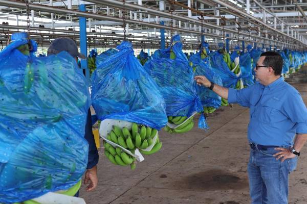 <i>Fotografía del 4 de marzo de 2026 de un hombre observando una producción de bananos en la plantación de la transnacional Chiquita, en Changuinola (Panamá). La transnacional Chiquita produce ahora pequeñas cantidades de banano en Panamá con el fin de probar el comportamiento de la fruta y sus plantas empacadoras en el marco del proceso de reactivación de su operación en el país centroamericano. EFE/ Marcelino Rosario</i>
