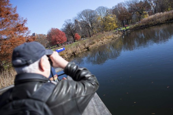 Nuevo hobby anti-covid en Nueva York: Avistar aves en Central Park
