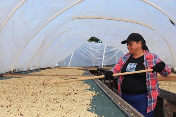 Certifican a empresas de café y de camarón de Honduras para exportar a China
