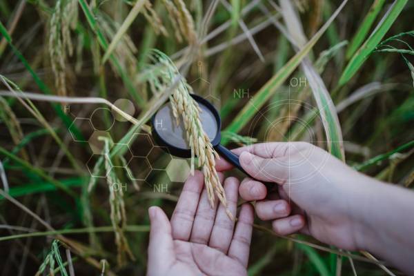 <i>FOTO Nattapon Malee / Getty Images/iStockphoto</i>