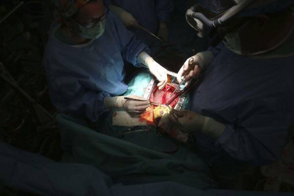 <i>Científicos de Argentina lograron el nacimiento de un cerdo genéticamente modificado con vistas a que sus órganos puedan ser trasplantados a humanos, informaron fuentes académicas.. EFE/Salas</i>