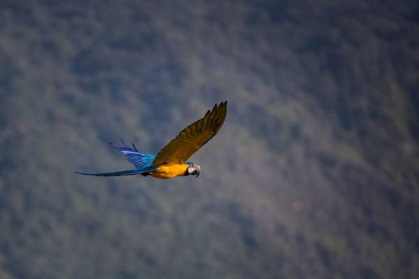 <i>Un guacamayo azulamarillo (Ara ararauna) es visto volando, en una imagen de archivo. EFE/ Miguel Gutiérrez</i>