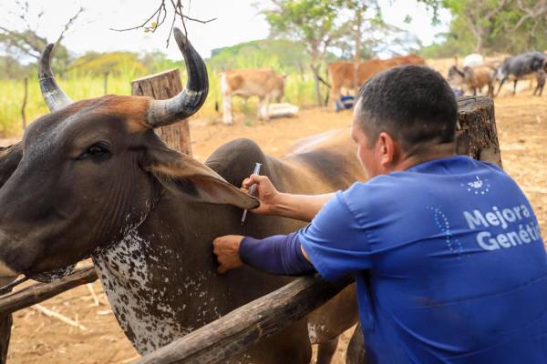 <i>Se han detectado miles de casos de gusano barrenador en animales en Centroamérica y México, y cientos en humanos, en los últimos años. Foto de cortesía</i>