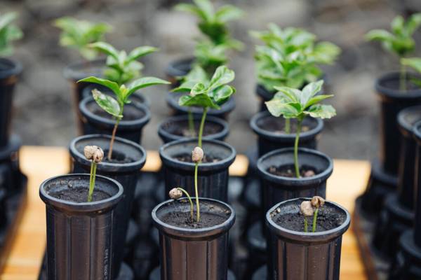 <i>La empresa anunció que donará 50 millones de árboles adicionales, ampliando su alcance a más regiones productoras. Foto cortesía Joshua Trujillo </i>