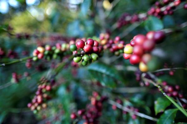 <i>El mercado europeo se consolida como el principal comprador del café hondureño al adquirir el 52 % de la producción exportada, seguido por Norteamérica, con el 42 %. FOTO ARCHIVO E&amp;N</i>