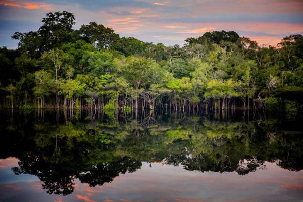 La Tierra perdió un área de selva equivalente a un campo de fútbol cada 5 segundos