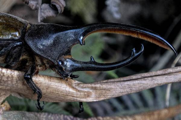 <i>Un escarabajo Hércules, una de las especies más grandes de su tipo, en la Reserva Biológica del Bosque Nuboso de Monteverde, en Puntarenas, Costa Rica, el 23 de mayo de 2023. En el bosque nuboso de Monteverde, la niebla densa entre la exuberante vegetación es cada vez más rara y las temperaturas aumentan cada año debido al cambio climático. FOTO EZEQUIEL BECERRA / AFP</i>