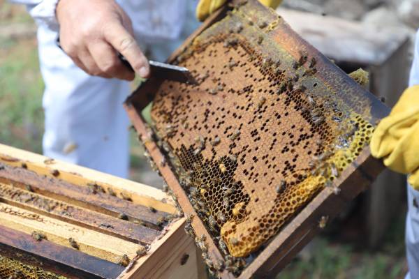 Exportaciones guatemaltecas de miel natural tuvieron un crecimiento de 21 % en 2022