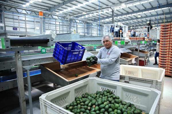 <i>El crecimiento esperado responde al interés de los agricultores por ampliar la producción de aguacate Hass y al comportamiento favorable del mercado internacional. Foto de archivo</i>