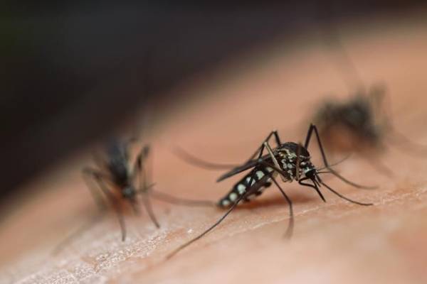 OMS: El cambio climático favorece aumento de casos de dengue y chikungunya