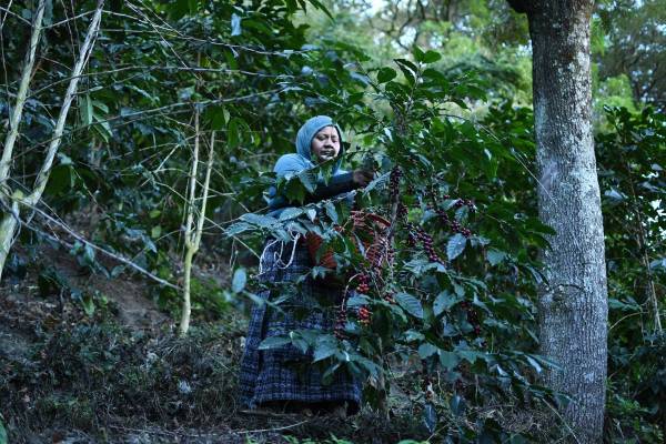<i>Una persona recolecta café en la finca Santa Victoria en Panajachel (Guatemala). EFE/ Alex Cruz</i>