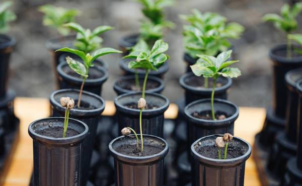 <i>La empresa anunció que donará 50 millones de árboles adicionales, ampliando su alcance a más regiones productoras. Foto cortesía Joshua Trujillo </i>