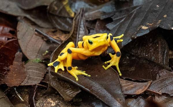 <i>Fotografía cedida por el Instituto Smithsonian de Investigaciones Tropicales (STRI) que muestra a una rana dorada (Atelopus zeteki) liberada en su habitad natural en Panamá. La rana dorada, un anfibio endémico de Panamá no visto en estado silvestre desde hace casi dos décadas, volvió a la naturaleza con la liberación de especímenes criados en cautiverio, informó este miércoles el STRI. EFE/ Ana Endara/ Instituto Smithsonian</i>