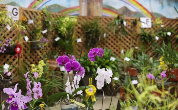 Un meticuloso examen sobre la forma, el color, el tamaño de cada flor y la manera en que son cultivadas más de 900 especies de orquídeas llevó a que un grupo de expertos eligiera la orquídea ideal de cada variedad, en un certamen de belleza que se realiza hasta este domingo en Panamá. EFE/ Marcelino Rosario