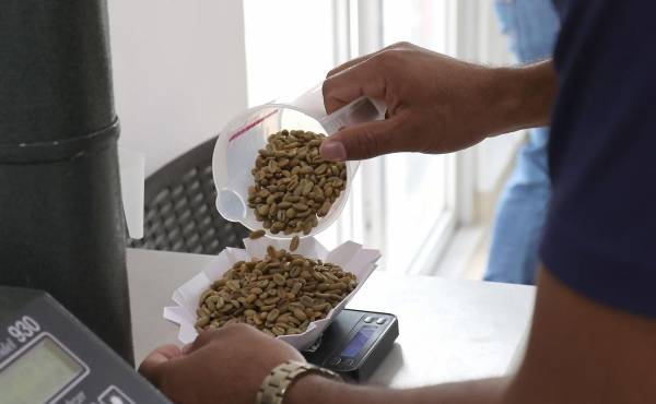 <i>El café especial geisha, el más caro del mundo y producido en Panamá, tiene una cosecha muy pequeña este año debido a la variabilidad climática, algo que, sin embargo, puede redundar en un producto con mejores características. EFE/ Marcelino Rosario</i>
