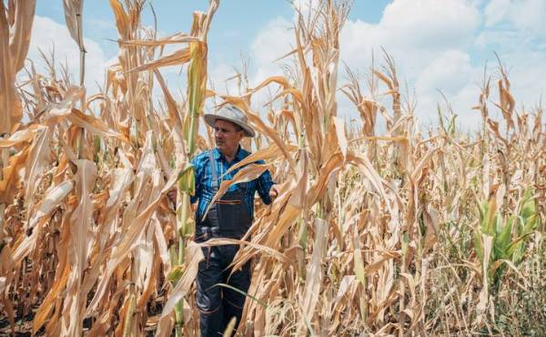 <i>Actualmente, más de nueve millones de personas en Centroamérica enfrentan dificultades para acceder a alimentos suficientes, una situación que podría empeorar con la intensificación de condiciones climáticas adversas. Nes / Getty Images</i>