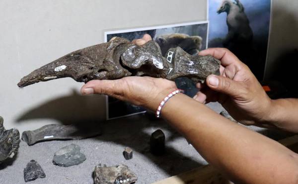 <i> Fotografía muestra un dedo de perezoso gigante fosilizado encontrado por los hermanos Cristian y Amado Vargas en Coto Brus (Costa Rica). EFE/ Douglas Marín</i>