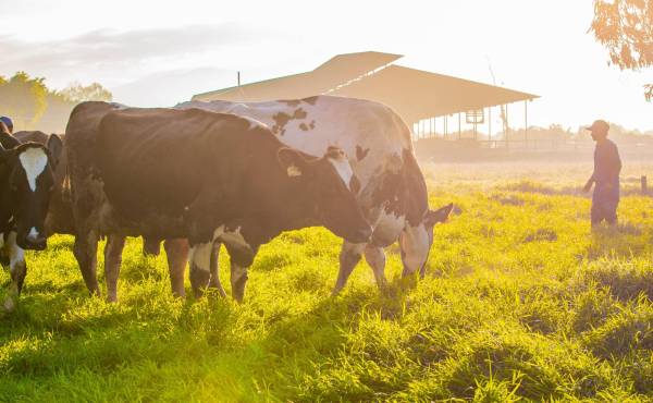 <i>Al abaratarse los bienes importados, aumenta la competencia externa en el mercado local, mientras que los exportadores reciben menos colones por cada dólar que generan. Foto de cortesía</i>