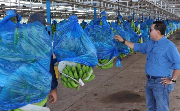 <i>Fotografía del 4 de marzo de 2026 de un hombre observando una producción de bananos en la plantación de la transnacional Chiquita, en Changuinola (Panamá). La transnacional Chiquita produce ahora pequeñas cantidades de banano en Panamá con el fin de probar el comportamiento de la fruta y sus plantas empacadoras en el marco del proceso de reactivación de su operación en el país centroamericano. EFE/ Marcelino Rosario</i>